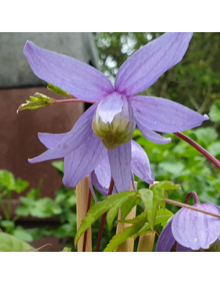 Clématite des Alpes