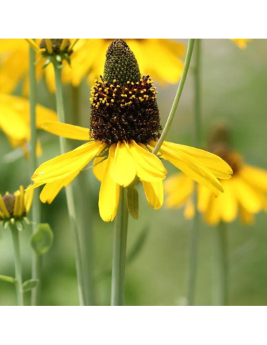 Echinacée géante - Rudbeckia Maxima