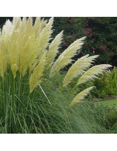 Herbe de la pampa