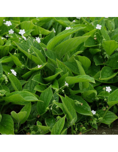 Petite bourrache blanche - Omphalodes verna alba