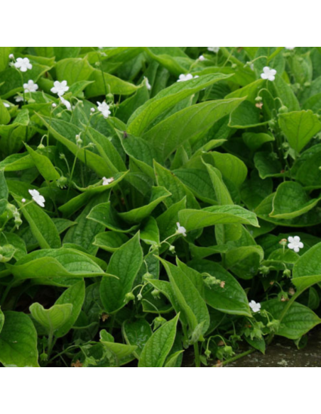 Petite bourrache blanche - Omphalodes verna alba