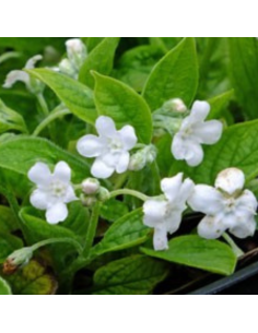 Petite bourrache blanche - Omphalodes verna alba