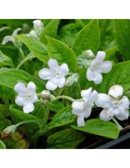 Petite bourrache blanche - Omphalodes verna alba