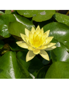 Nénuphar Joey Tomocik - Nymphaea Joey Tomocik