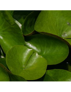 Nénuphar Joey Tomocik - Nymphaea Joey Tomocik 2