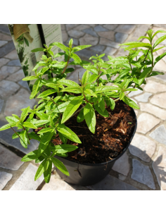 Verveine citronnelle