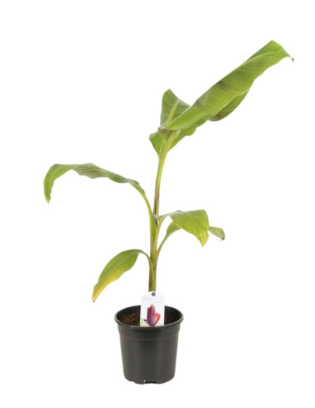 Bananier Darjeeling - Musa Sikkimensis