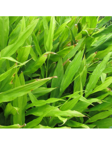 Gingembre japonais - Zingiber Mioga