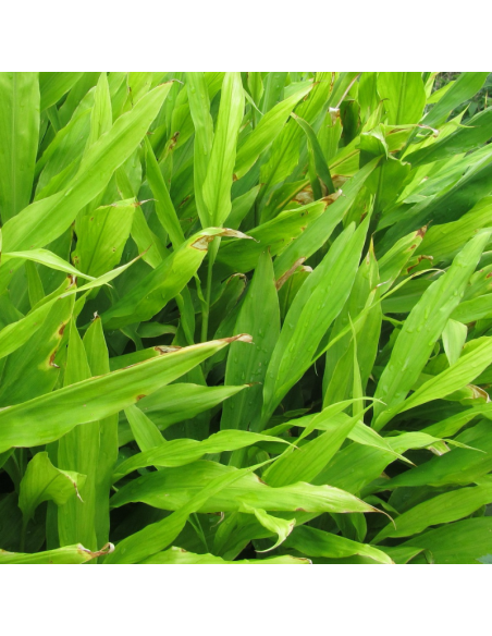 Gingembre japonais - Zingiber Mioga