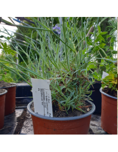 Oeillet mignardise Ine 2