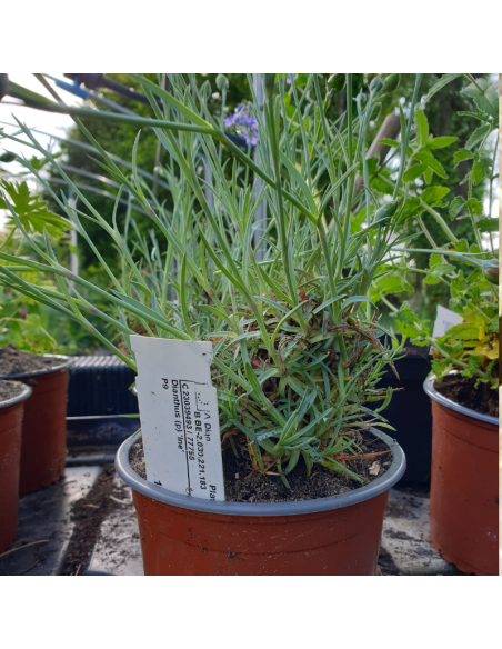 Oeillet mignardise Ine