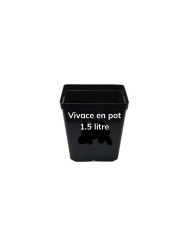 Oeillet mignardise Ine