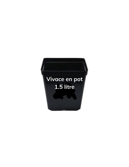 Oeillet mignardise Ine