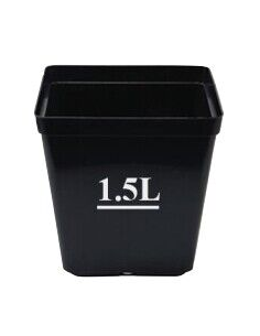 Rudbeckia pourpre Fatal attraction 2