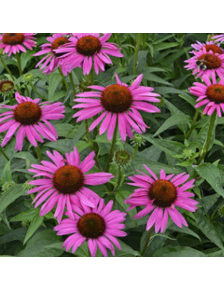 Rudbeckia pourpre Fatal attraction