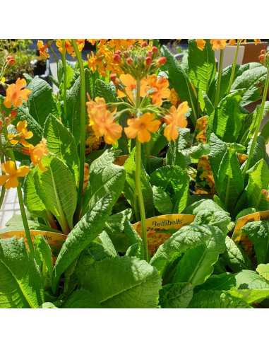 Primevère candélabre - Primula Bulleyana