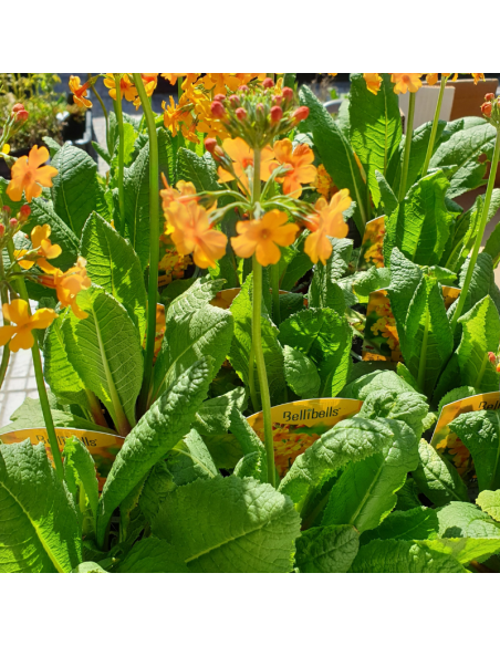Primevère candélabre - Primula Bulleyana