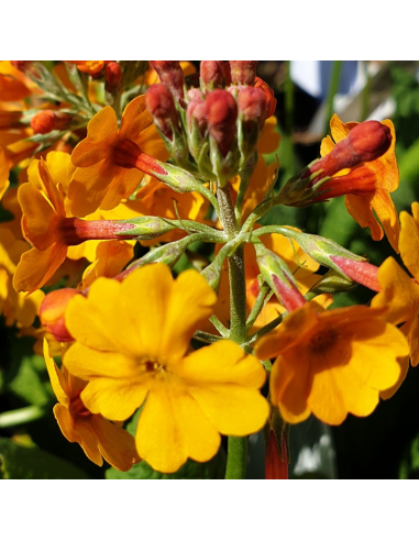 Primevère candélabre - Primula Bulleyana