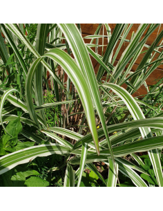 Eulalie Cosmopolitan - Miscanthus Sinensis