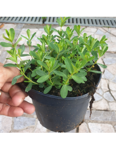Millepertuis perfolié - Hypericum Perfoliatum 2