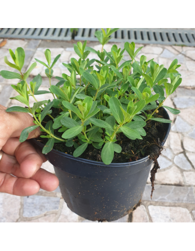 Millepertuis perfolié - Hypericum Perfoliatum
