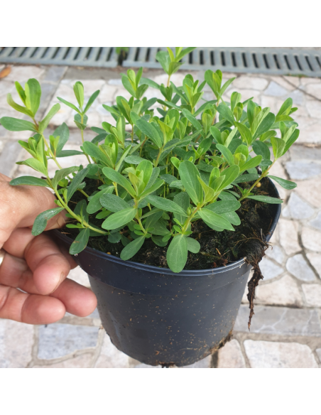 Millepertuis perfolié - Hypericum Perfoliatum