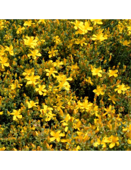 Millepertuis perfolié - Hypericum Perfoliatum