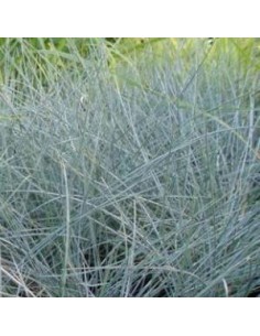 Fetuque bleue "Uchte"