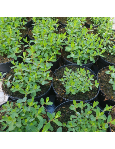 Millepertuis perfolié - Hypericum Perfoliatum