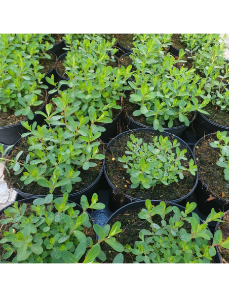 Millepertuis perfolié - Hypericum Perfoliatum