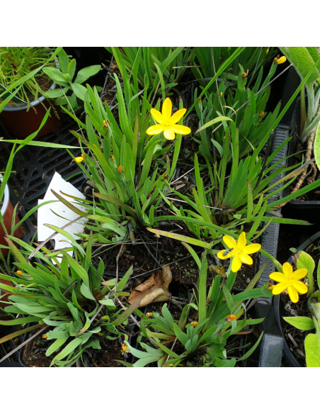 Bermudienne de Californie