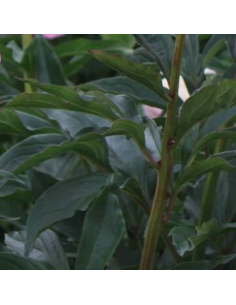 Pivoine de Chine Alexander Fleming 2