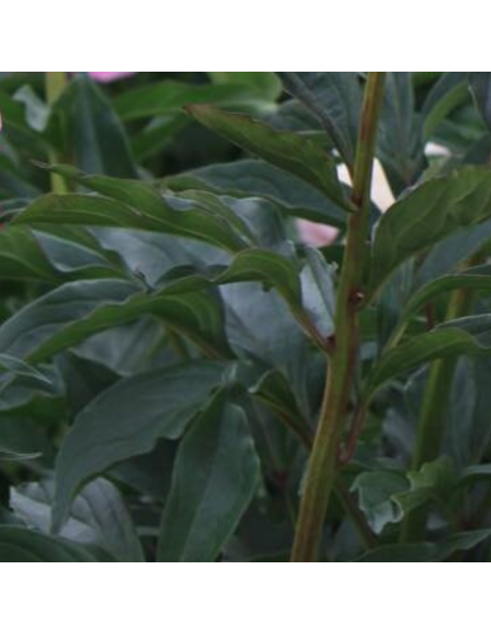 Pivoine de Chine Alexander Fleming