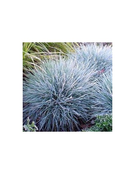 Fetuque bleue "Elijah blue"