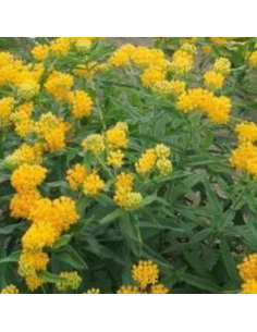 Asclépiade tubéreuse jaune - Asclepias Tuberosa Yellow 2