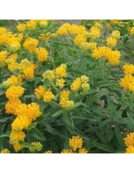 Asclépiade tubéreuse jaune - Asclepias Tuberosa Yellow