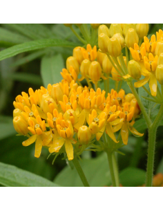 Asclépiade tubéreuse jaune - Asclepias Tuberosa Yellow