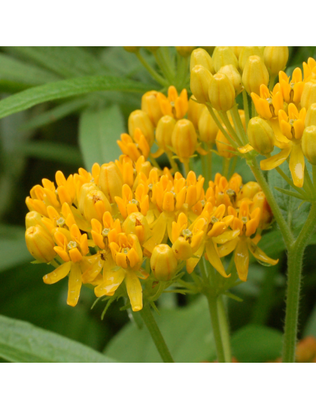 Asclépiade tubéreuse jaune - Asclepias Tuberosa Yellow