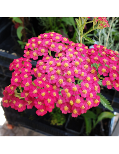 Achillée millefeuille cerise queen
