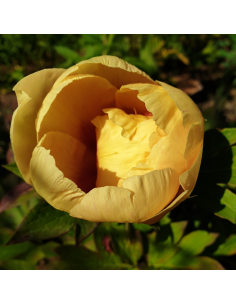 Pivoine Itoh Garden Treasure 2