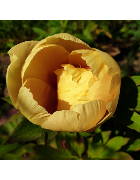 Pivoine Itoh Garden Treasure