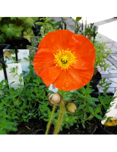 Pavot d'Islande "Gartenzwerg"