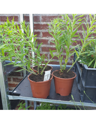 Asclépiade tubéreuse jaune - Asclepias Tuberosa...