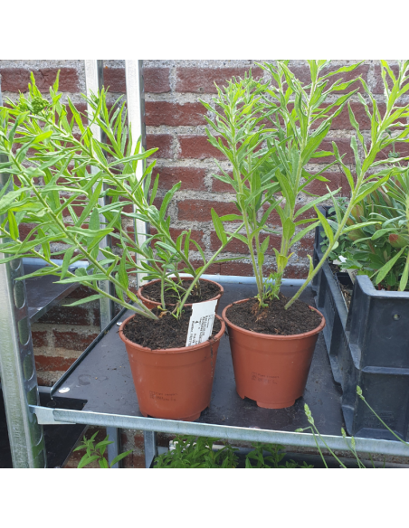 Asclépiade tubéreuse jaune - Asclepias Tuberosa Yellow