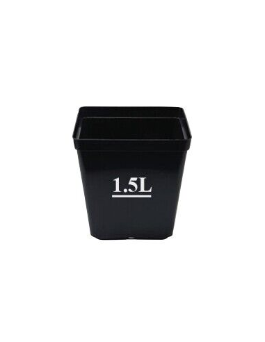 Asclépiade tubéreuse jaune - Asclepias Tuberosa...