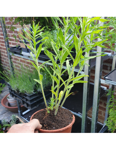 Asclépiade tubéreuse - Asclepias Tuberosa