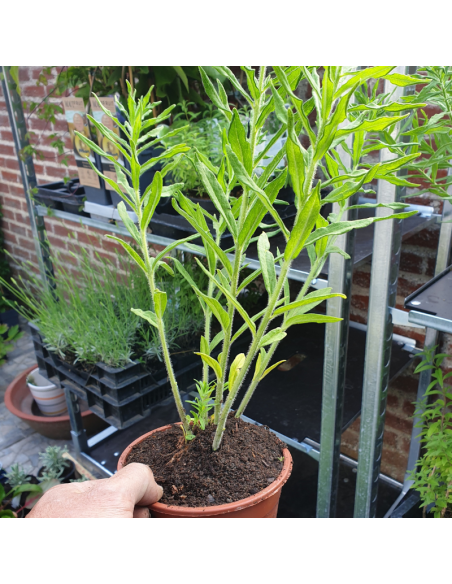 Asclépiade tubéreuse - Asclepias Tuberosa
