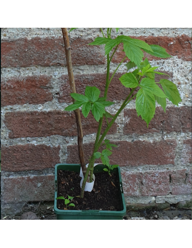 Framboisier Heritage - Rubus Idaeus