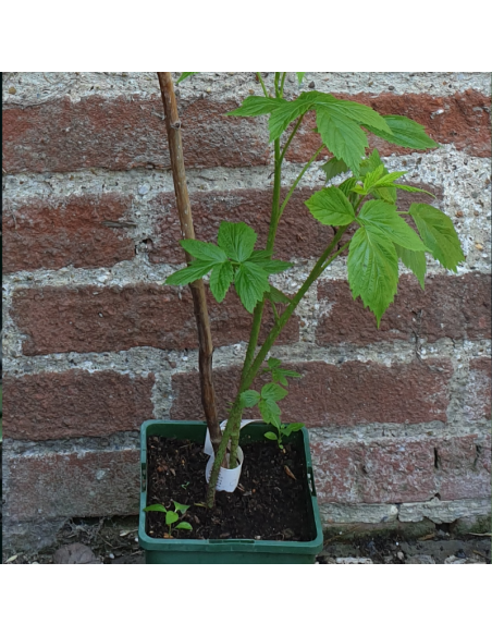 Framboisier Heritage - Rubus Idaeus