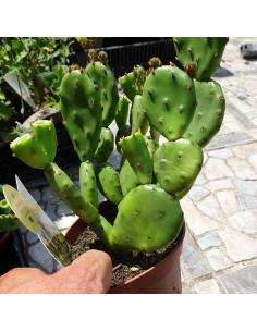 Oponce de l'est - Opuntia humifusa - Opuntia Compressa